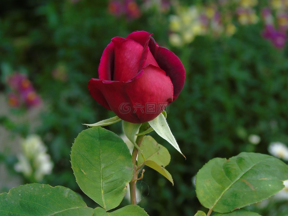 玫瑰 花蕾 红高清图库素材免费下载 图片编号 六图网