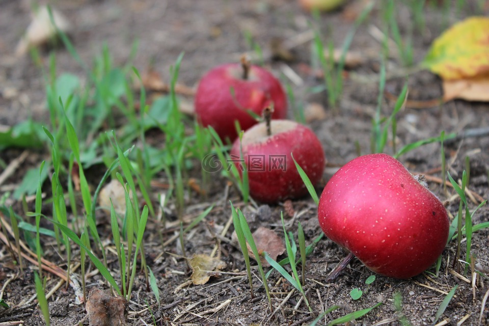 意外的收获,苹果,红色