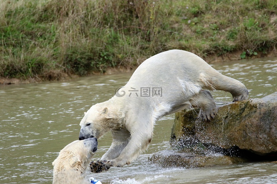 北极熊,大熊,白