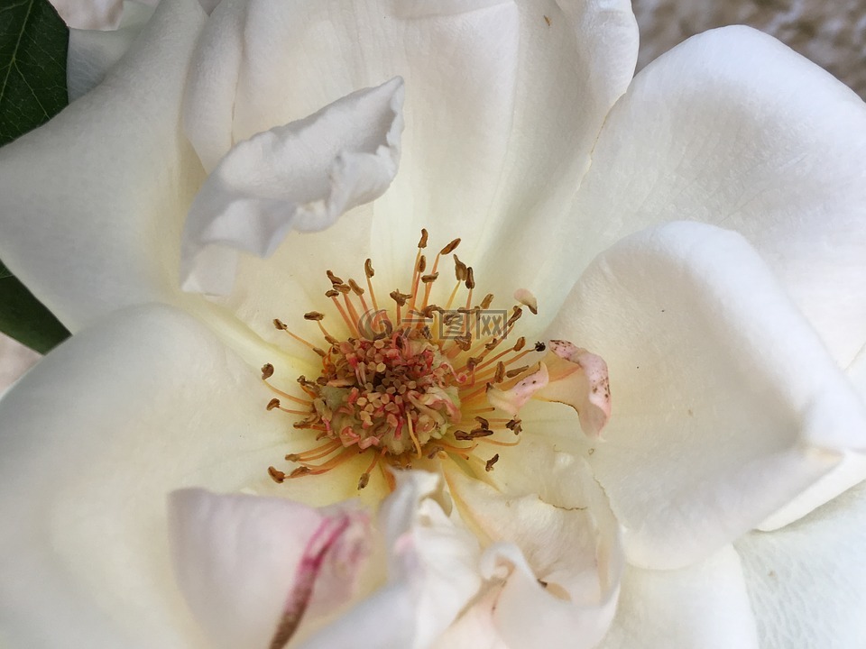 玫瑰花的雌蕊图片