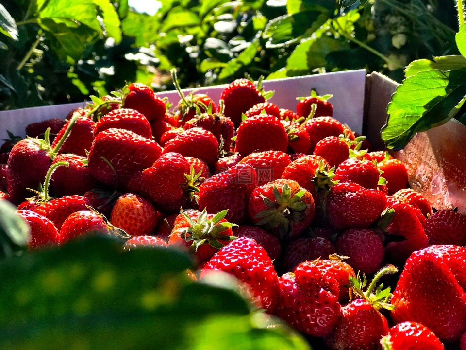 草莓,夏天,水果