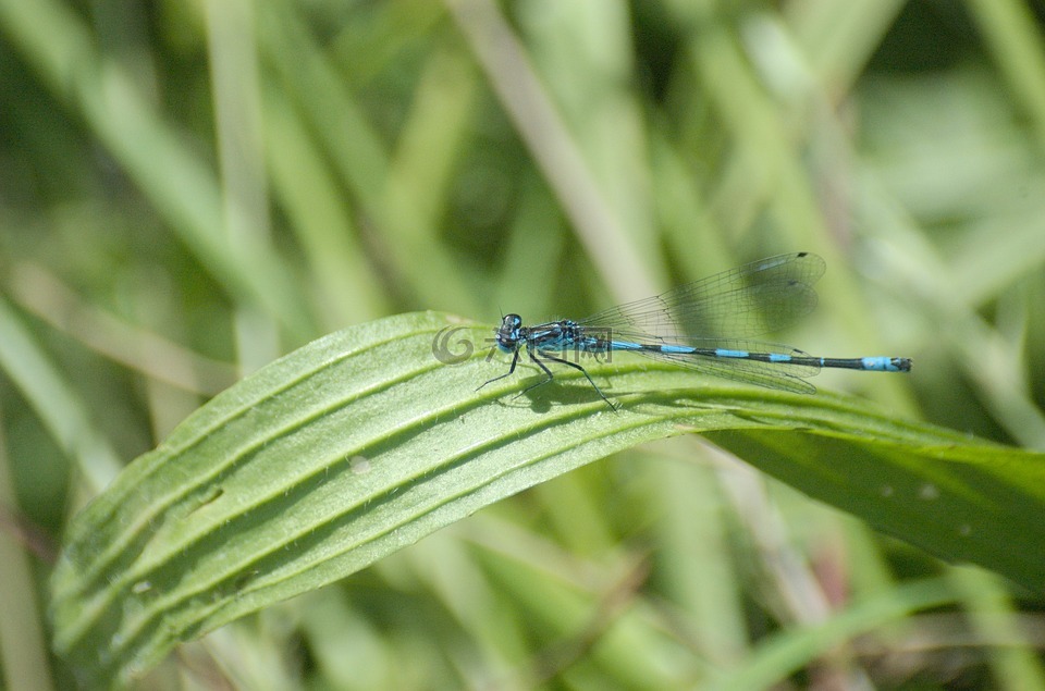 蜻蜓,小蜻蜓,蔚蓝色的伴娘