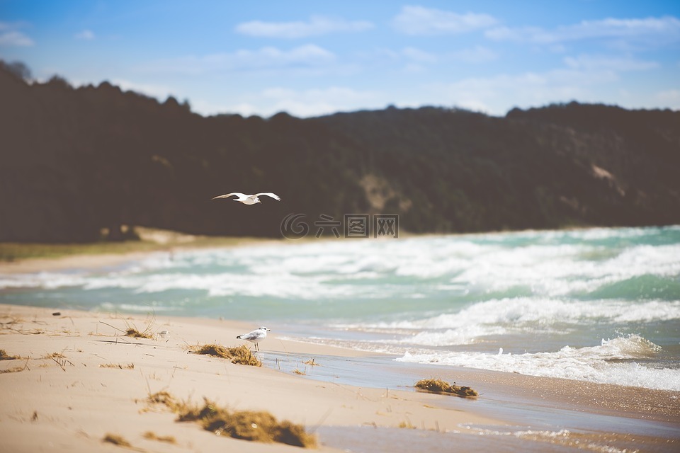 禽,海滩,鸟