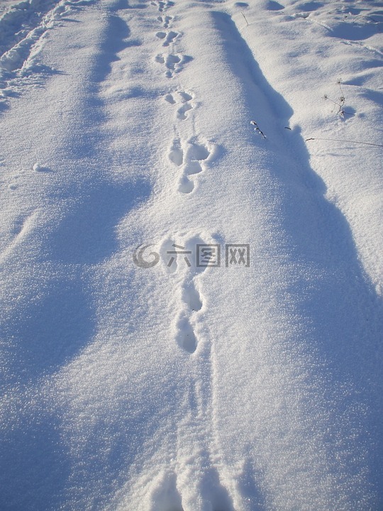 雪兔子轨道,兔曲目,跟踪