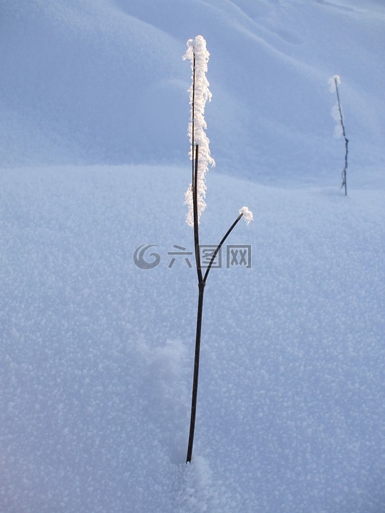 霜,雪晶,雪