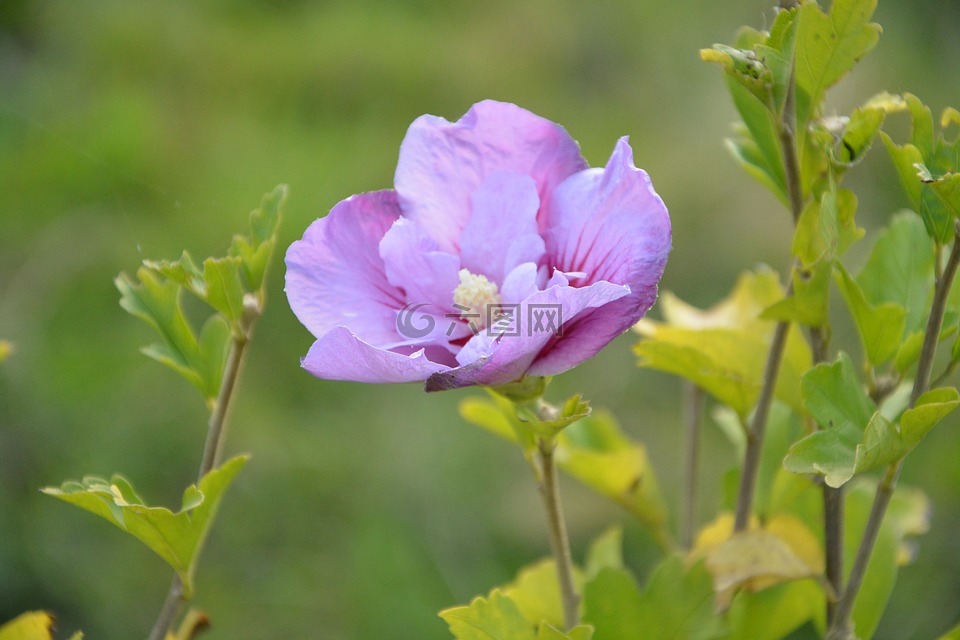 花,鲜花,芙蓉花