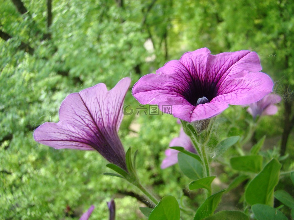 矮牵牛,鲜花,紫色