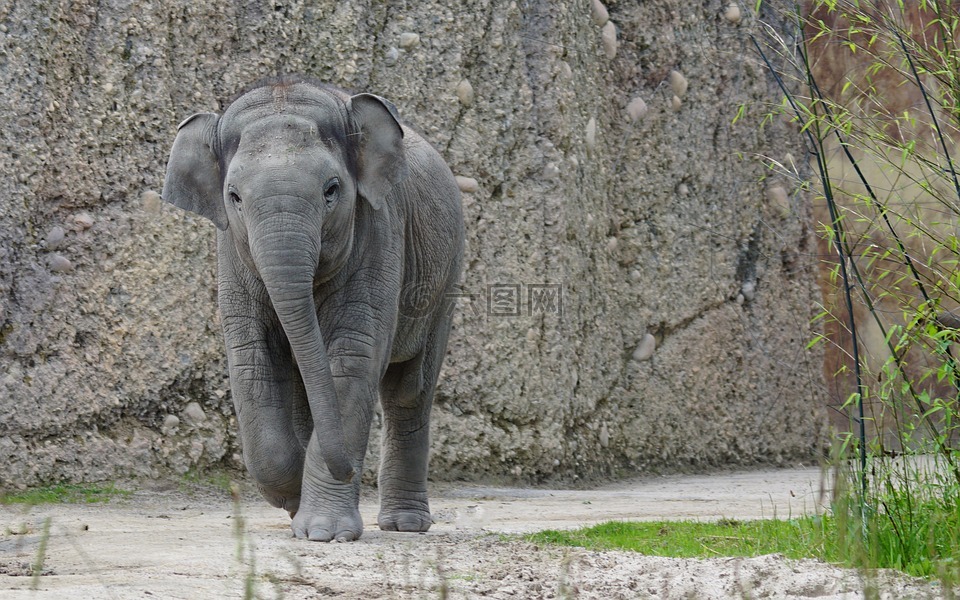 象,亚洲大象,年轻的动物
