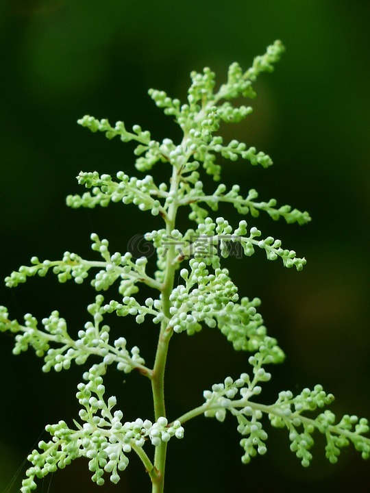 森林geißbart,aruncus 精子,灌木