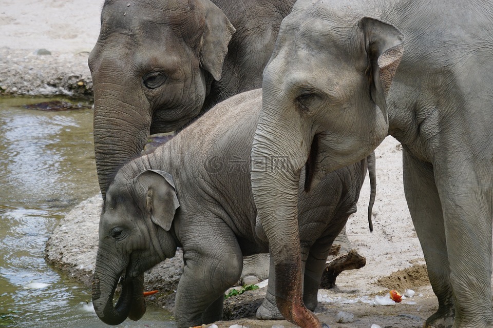 大象,亚洲象,年轻的动物