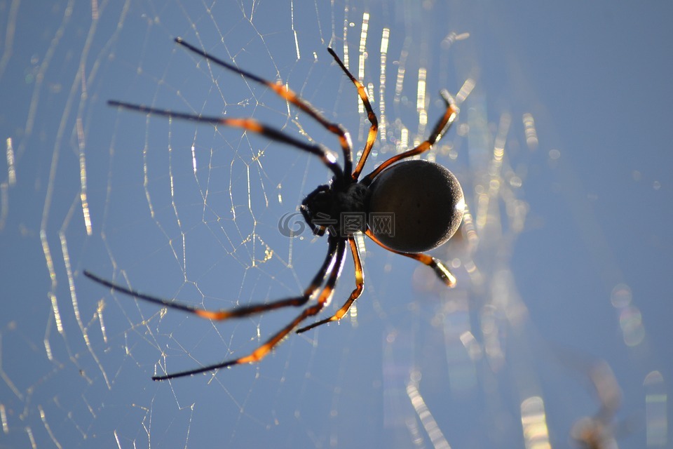 蜘蛛,web,虫族