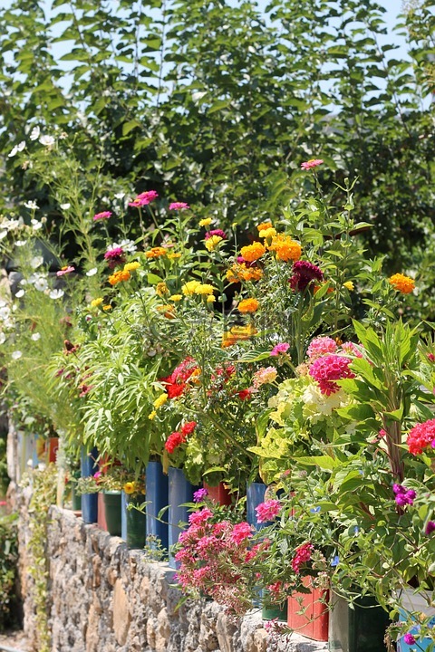 色彩缤纷,植物,花盆