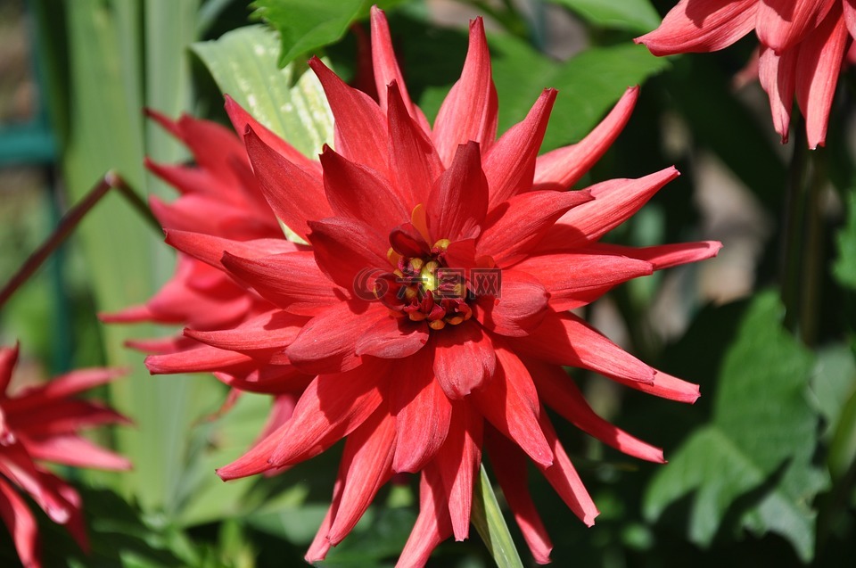 花,大丽花,红色花瓣