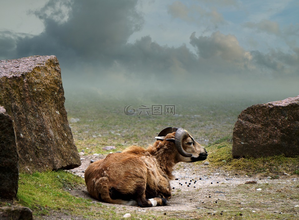 喀麦隆羊,景观,哺乳动物