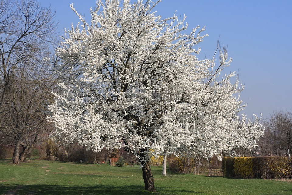 春天白色花树图片