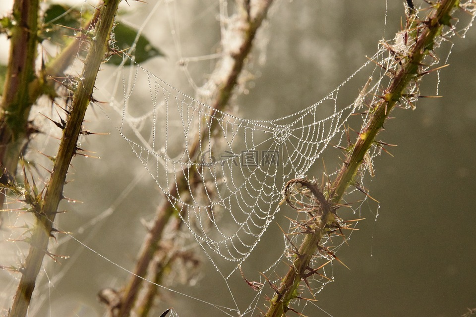 奥罗拉,蜘蛛网,水滴