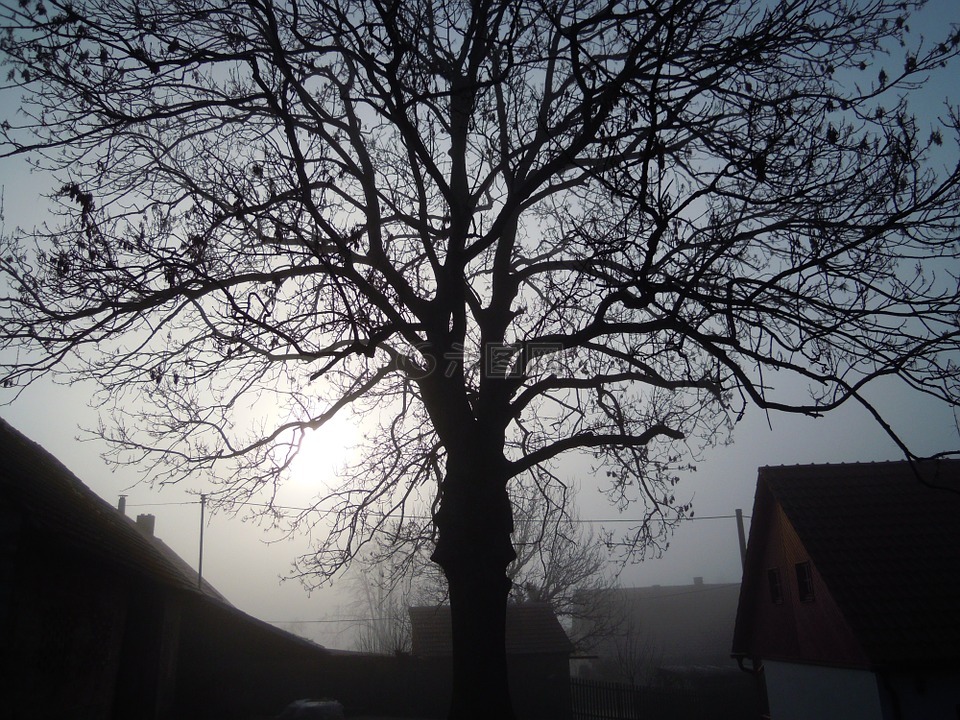 早晨,树,初升的太阳