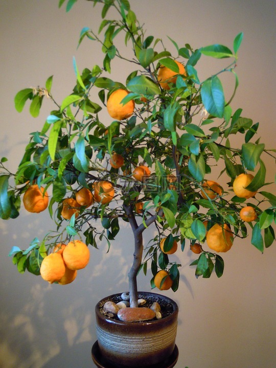 橙子,树,花盆