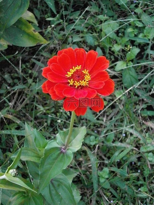 百日草,红色花朵