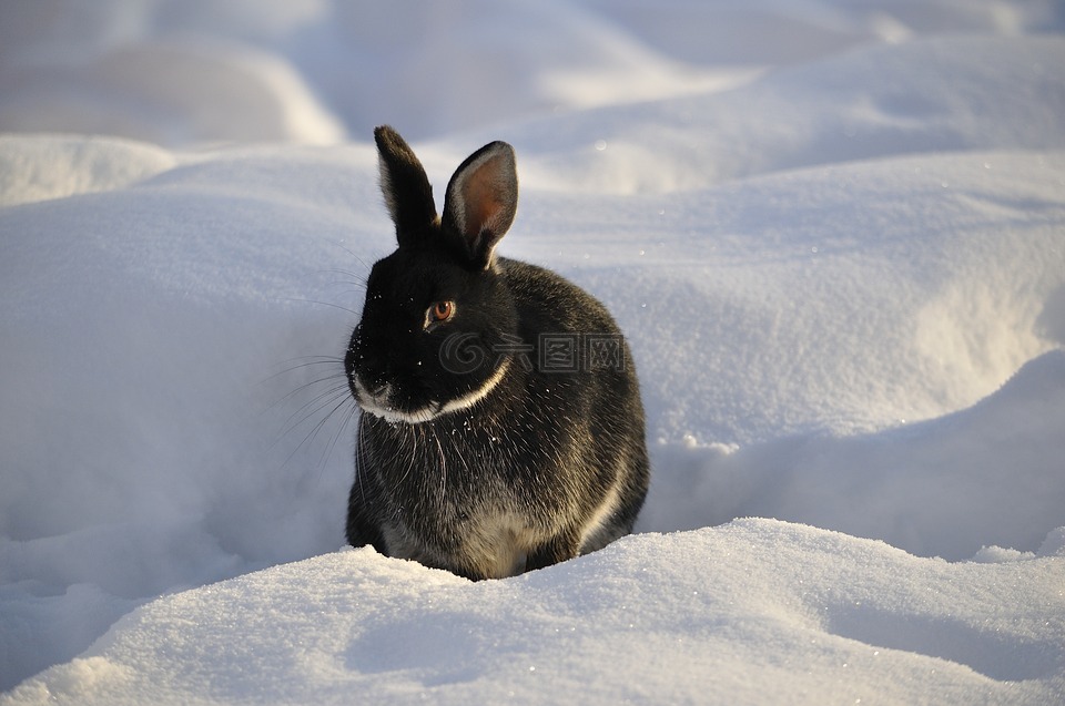 兔,冬天,雪