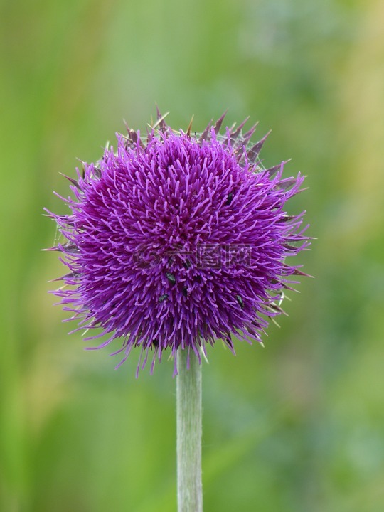 cirsium 花,蓟,花