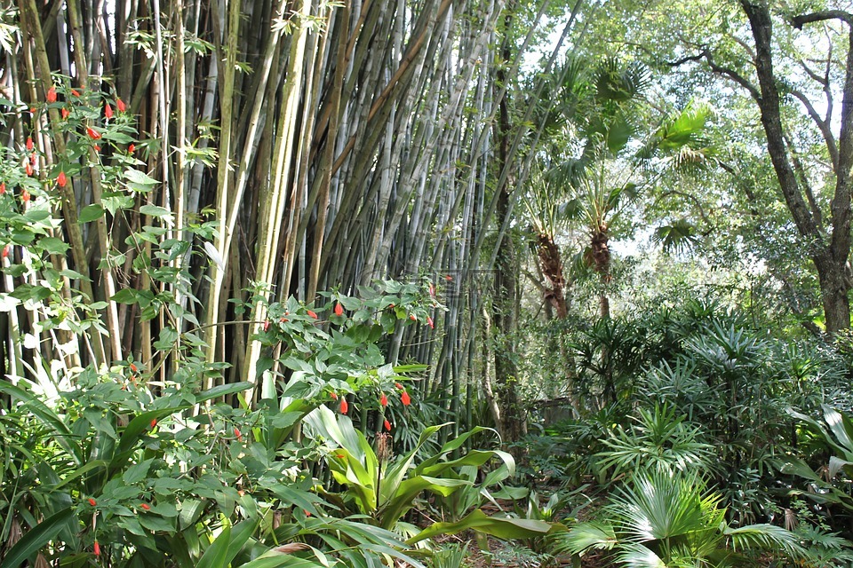 热带,竹,竹林