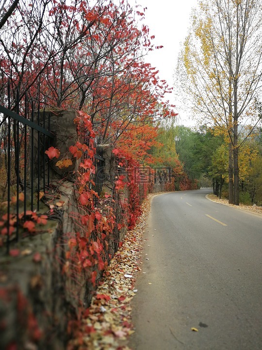 红叶,爬墙虎,秋天