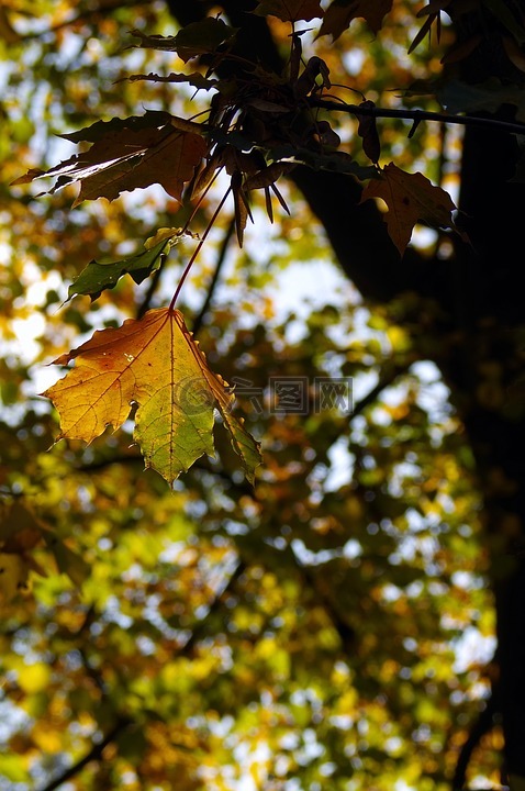 秋,五颜六色的树叶,黄色