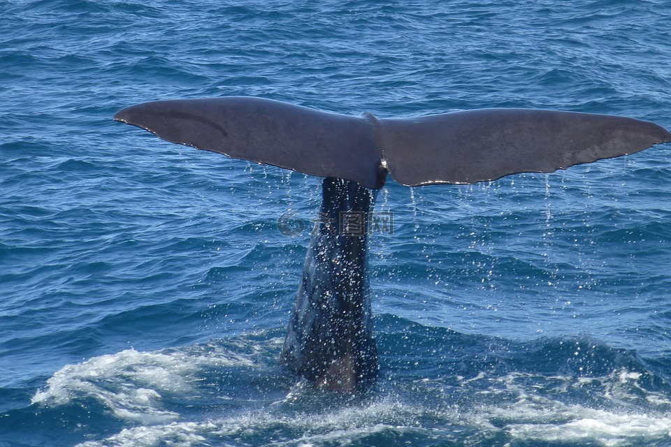 抹香鲸,侥幸,赏鲸