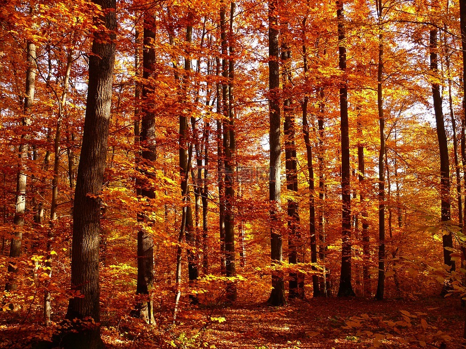 秋季,森林,秋天的落叶
