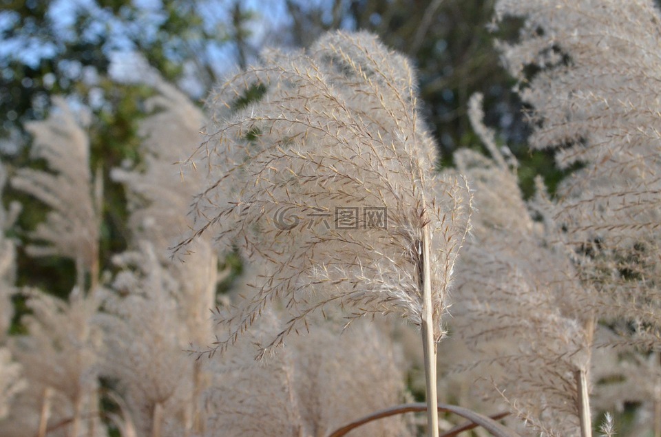 芦苇,沼泽兰斯,草