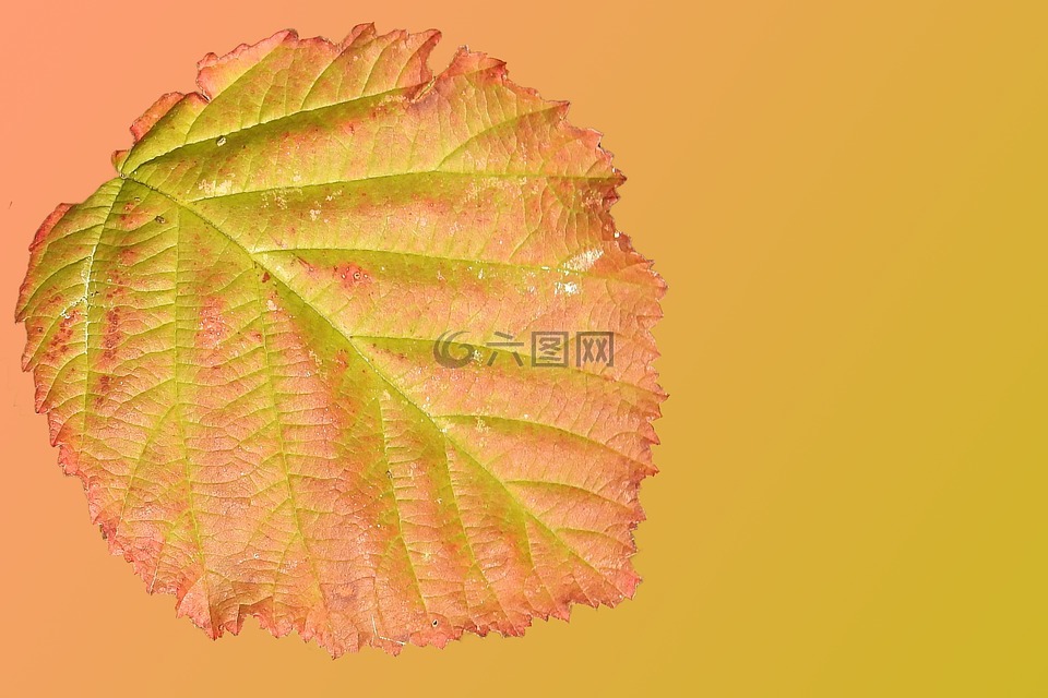 叶子,秋天的落叶,秋天的颜色