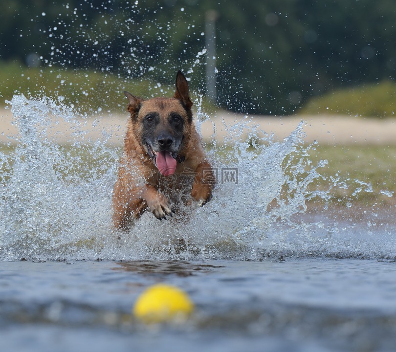 玛利诺犬,水,球