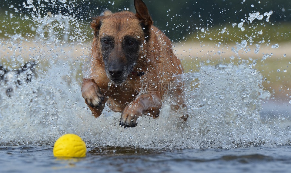 玛利诺犬,球,夏季