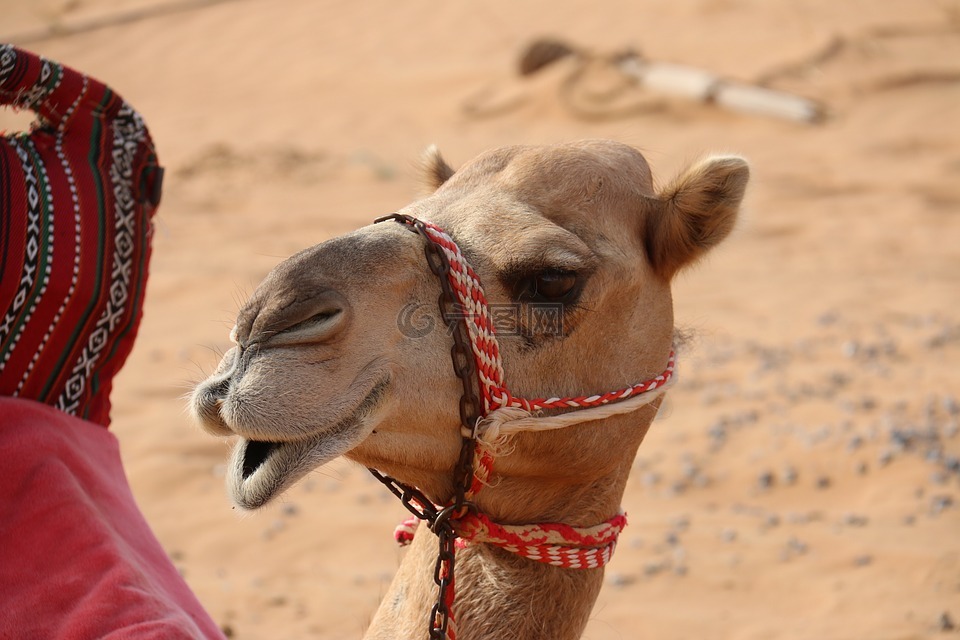骆驼,沙漠,hello