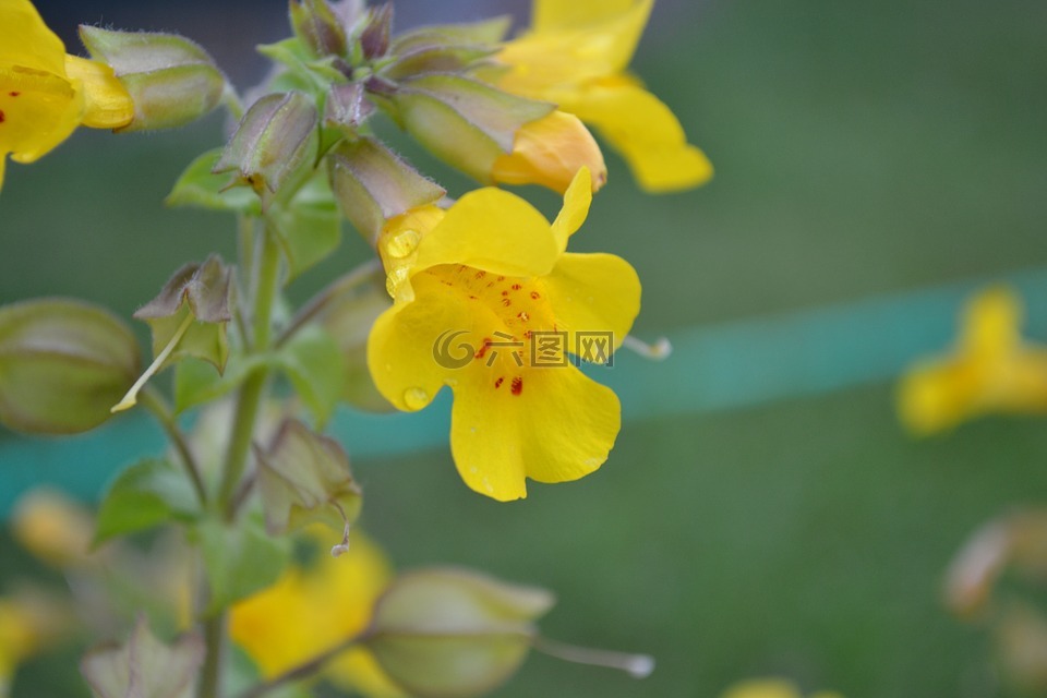 mimulus,猴子麝香,猴子花