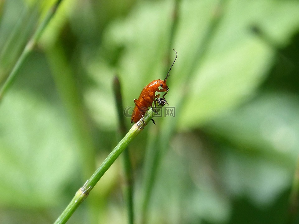 象鼻虫,昆虫,小小