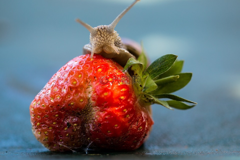 草莓,蜗牛,吃