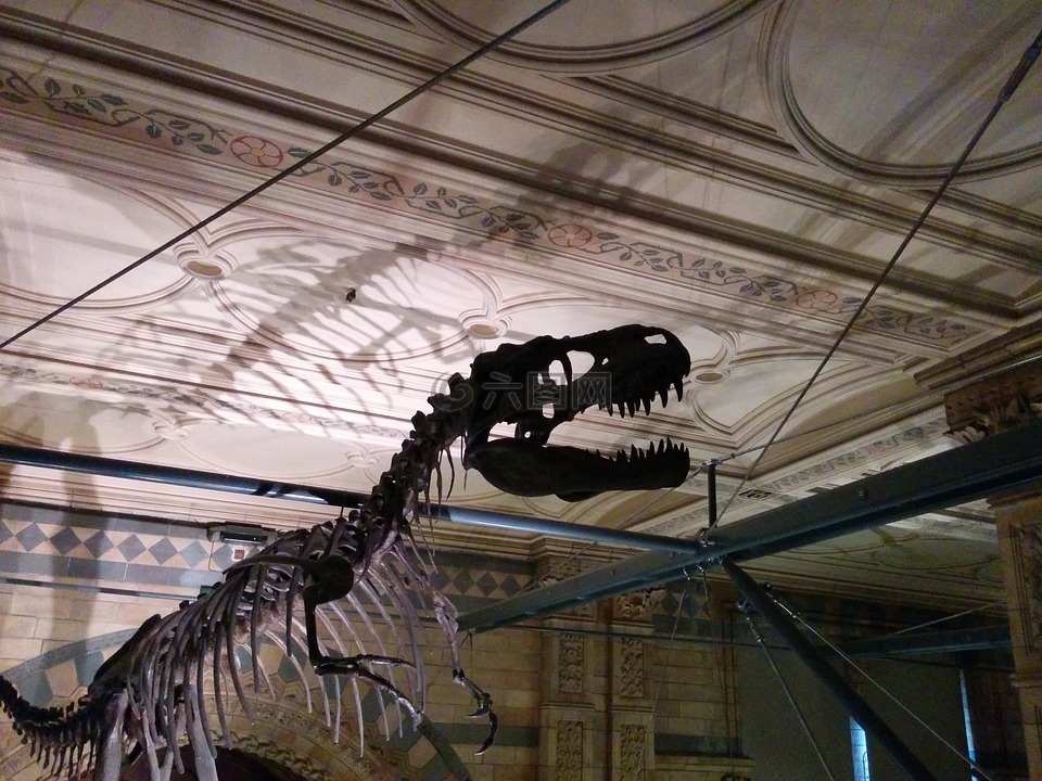 恐龙骨骼轮廓,博物馆的影子,自然史博物馆