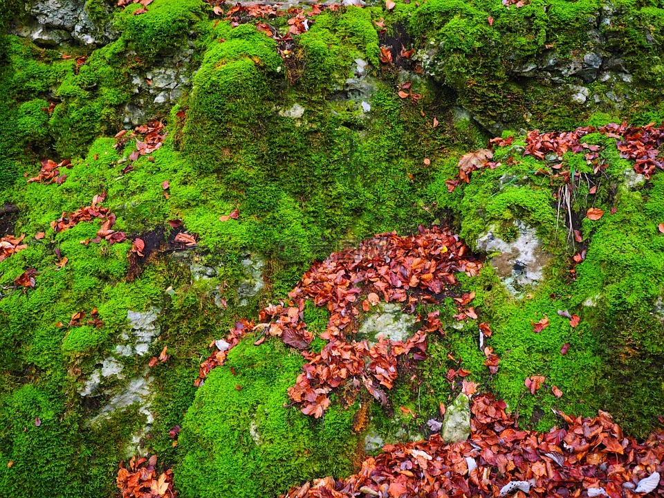 石头,叶子,秋季