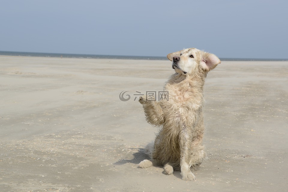 金毛猎犬,狗,海滩