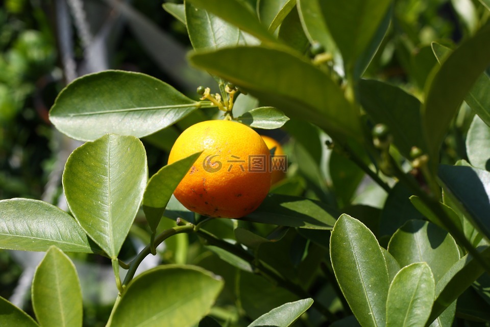 橙,树,分支机构