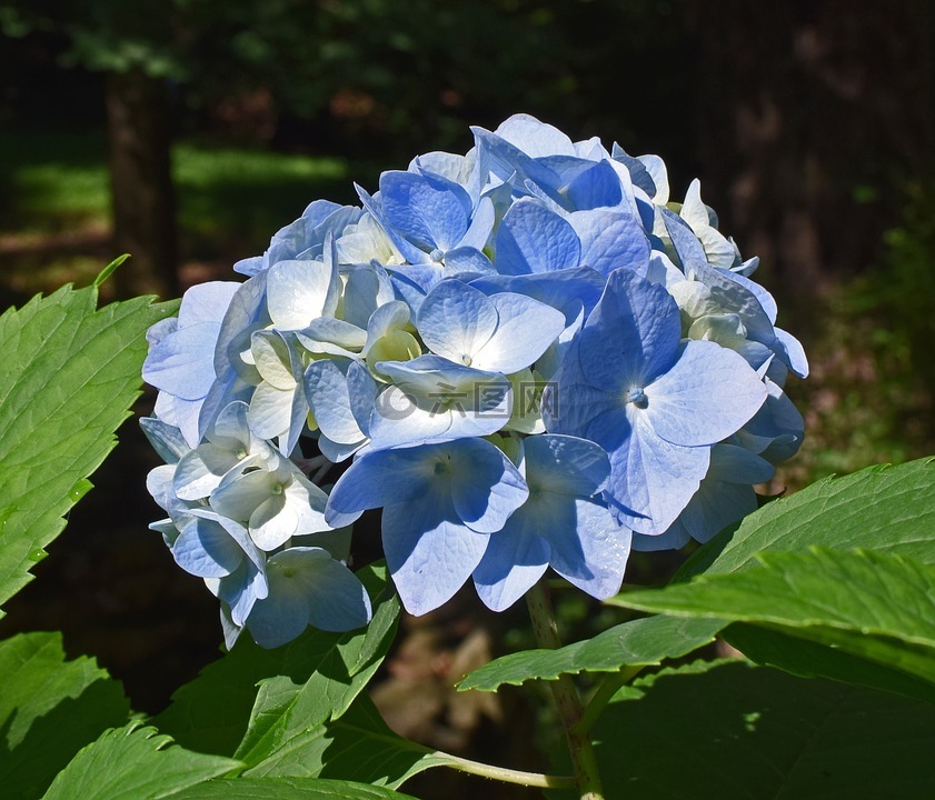 漂亮的蓝色的绣球花,绣球,花