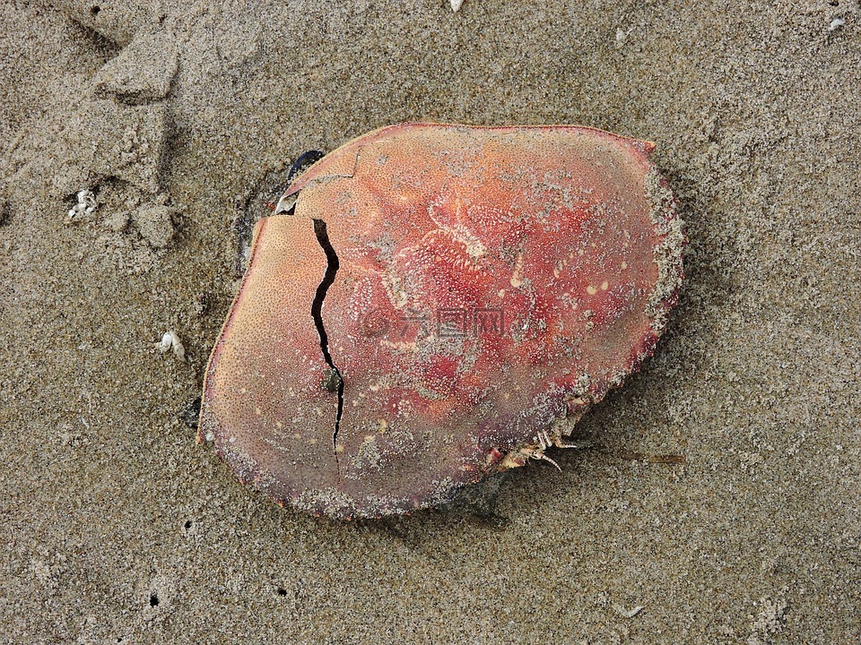 海滩,蟹壳,蟹