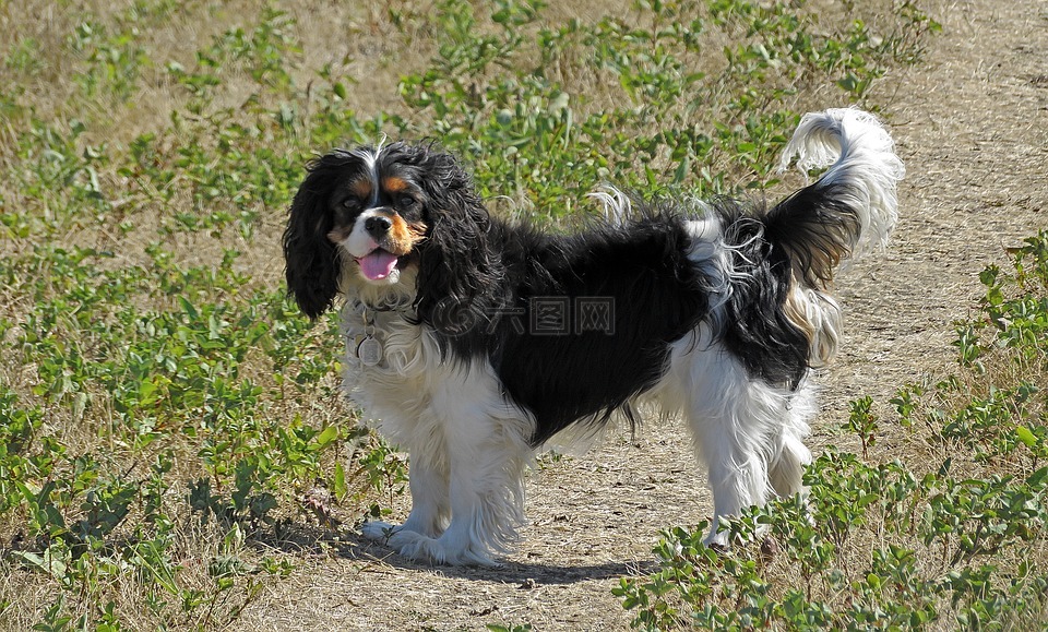 狗國王查爾斯騎士史賓格犬