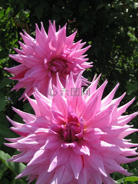 raghavendra,粉红色,鲜花