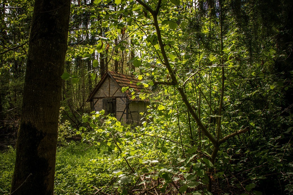 森林,把绿色留,女巫的房子