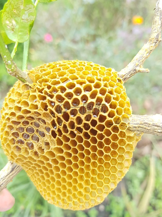 蜜蜂,蜂蜜,黄色