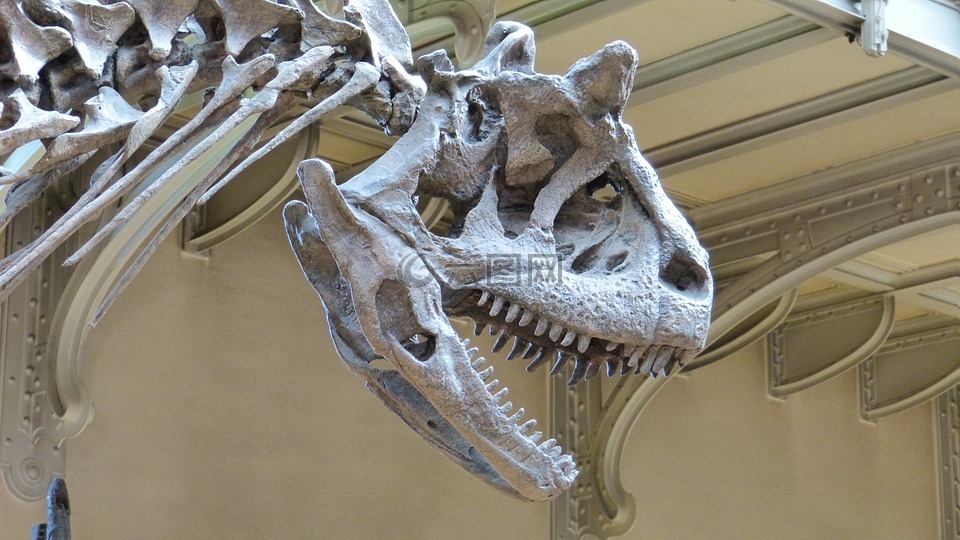 博物馆,骨架,恐龙