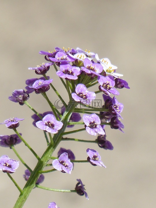 doldiger水芹,水芹,花序